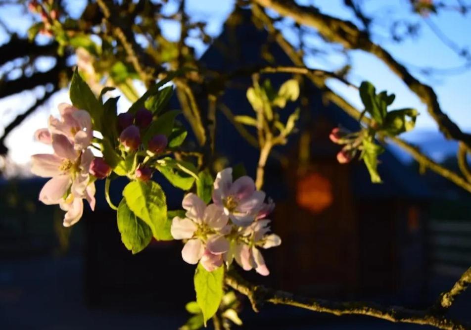 Apple Blossom Glamping Kilkenny Exteriör bild